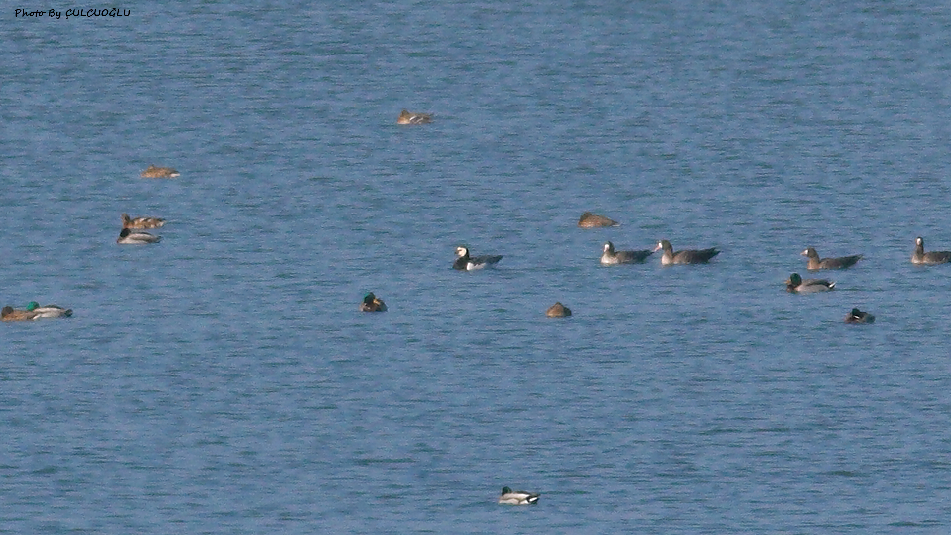 Barnacle Goose